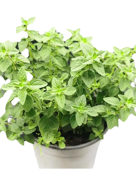 八宝景天盆栽花苗室内驱蚊植物