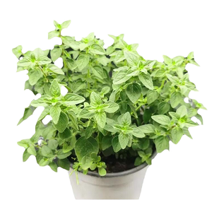 八宝景天盆栽花苗室内驱蚊植物四季好养活止痒可食用牛至香草绿植