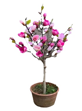玉兰花树苗紫玉兰红玉兰广玉兰庭院大型盆栽植物风景树白黄玉兰苗