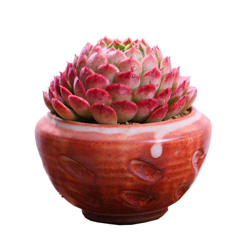 西府海棠稀有品种室内花多肉植物