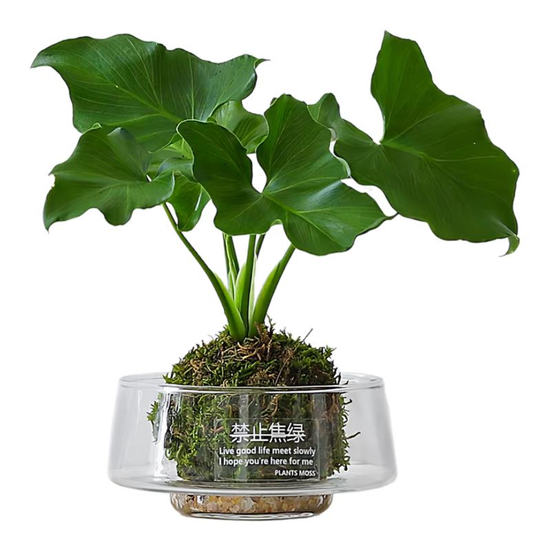 透明玻璃大口花盆水培苔藓花瓶