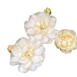 白木香盆栽花苗爬藤植物耐寒耐热浓香甜蜜木香阳台庭院拱门花柱花