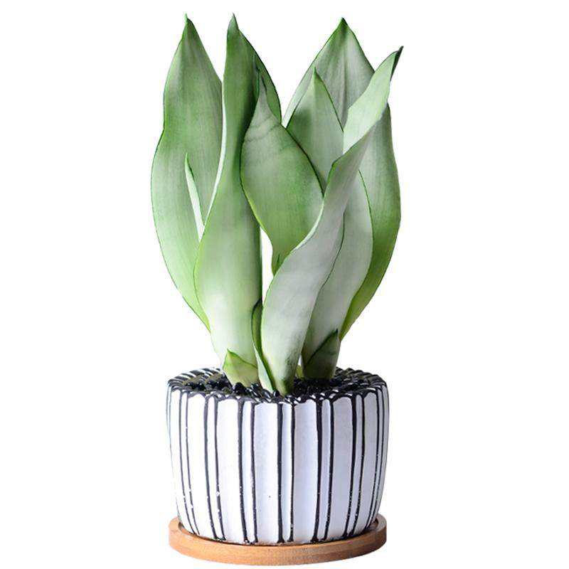 虎皮兰盆栽室内好养植物绿植花卉办公室植物虎尾兰客厅好养花易活