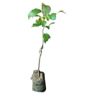 广东正宗嫁接台湾大青枣树苗密丝枣牛奶枣树苗庭院盆栽地栽包结果