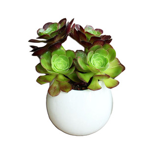 挂壁铜钱草绿萝垂吊植物水培器皿创意陶瓷挂墙多肉花盆墙上悬挂式