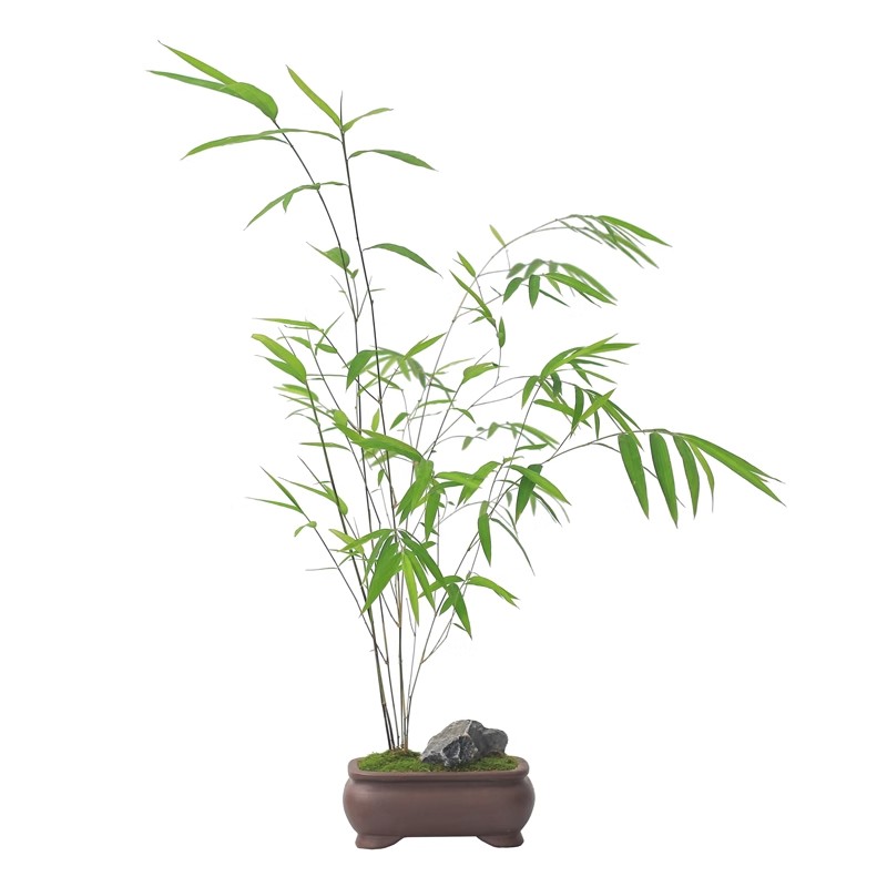 精致盆景内门竹修身养性