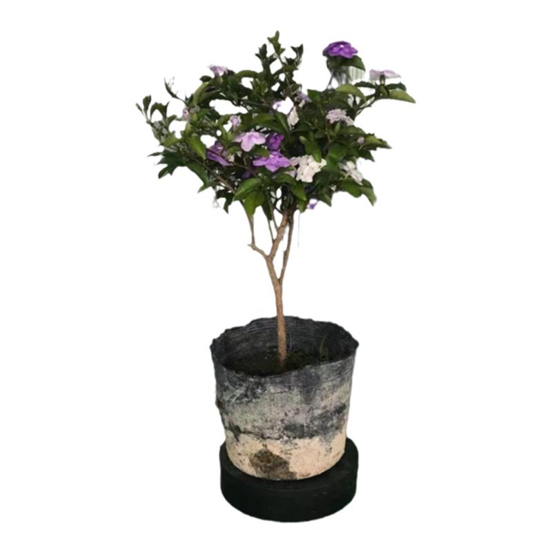 木本花卉庭院花苞四季开花茉莉