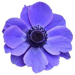 虹越进口种球番红花雪片莲蓝铃花种球可盆栽地栽种子球根花卉虹越