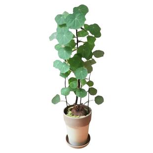 水培山乌龟爬藤植物一叶龟盆栽观叶红藤种球室内好养桌面四季绿植