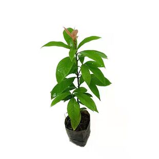 名贵苗木金丝楠木树苗正宗奇楠沉香四大品种小叶紫檀香海南黄花梨