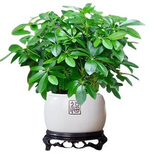 鸭脚木盆栽七叶莲植物室内花水培桌面绿萝绿植四季常青好养发财树