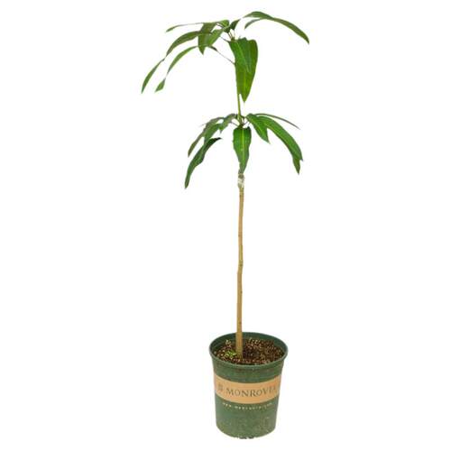 芒果树嫁接特大金煌芒四季红贵妃芒果树当年结果带土地栽盆栽