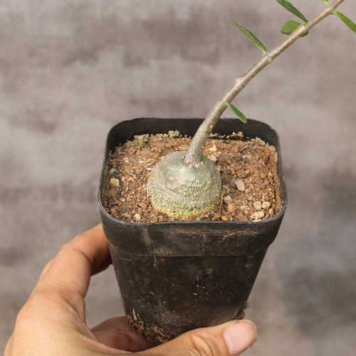 火星人趣味块根大戟科多肉植物好养美观易度夏绿植花卉阳台小盆栽