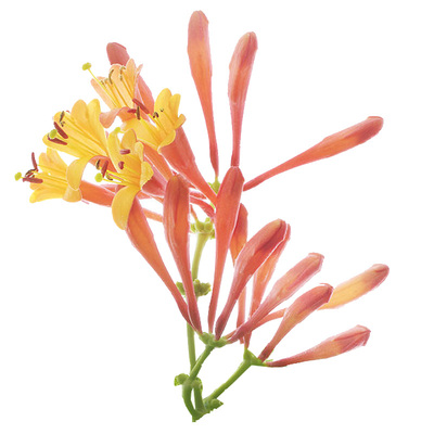 天狼金银花耐热耐寒易养护爬藤