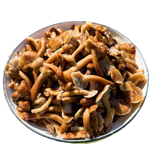 新鲜榛蘑东北野生蘑菇焯水后腌制咸蘑菇不含水无根食用菌菇特产