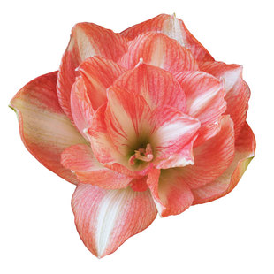 童话朱顶红虹越荷兰进口单重瓣种球大球四季种植易养开花植物盆栽