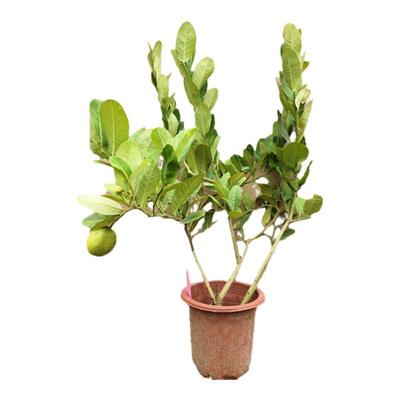 正宗广东四季香水柠檬树苗