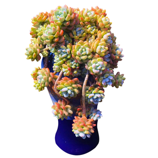 云南精品劳尔罗琦有香味老桩大群多肉植物一物一拍肥嘟嘟向阳派