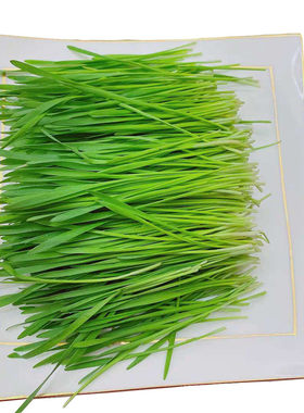 【收藏送种子】新鲜小麦草小麦苗