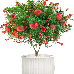 石榴花盆栽观赏老桩食用牡丹石榴树苗盆景四季室内好养绿植物花卉