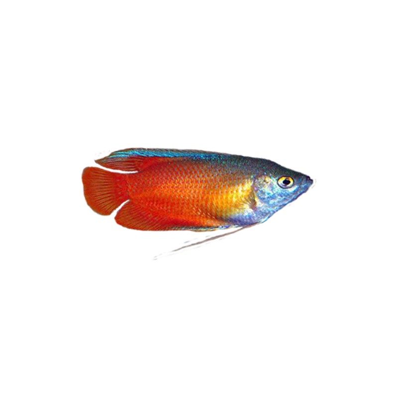 黄蓝曼龙鱼珍珠马甲鱼马甲球五彩丽丽鱼曼龙球水族宠物活体包活