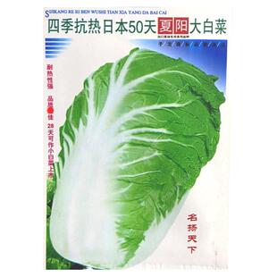 夏阳大白菜种子夏天种的菜50天早熟抗热耐高温夏季蔬菜种籽孑盆栽