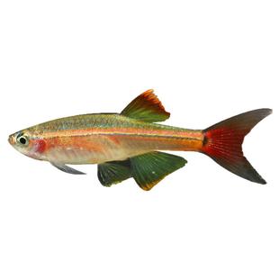 热带观赏活鱼好养宝莲灯斑马淡水金鱼苗天使孔雀小型红绿灯科小鱼