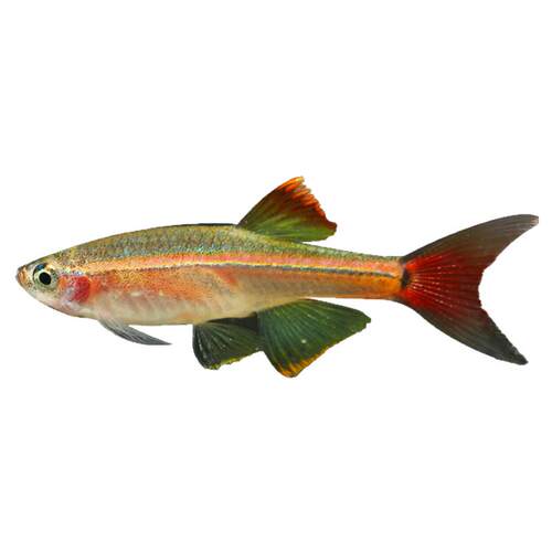 热带观赏活鱼好养宝莲灯斑马淡水金鱼苗天使孔雀小型红绿灯科小鱼