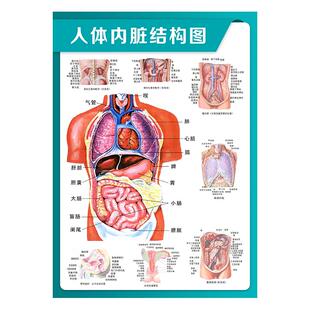 人体内脏分布图解剖挂图呼吸消化循环系统脑部神经结构教学示意图