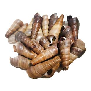 大连鲜活钉螺去尾小海锥螺丝螺尖田螺海瓜子贝类500g拍3份包邮