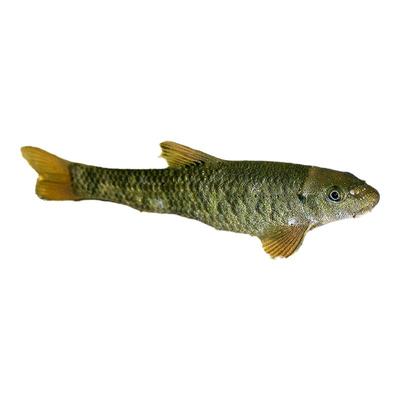 东方墨头原生观赏鱼稀有水族乡