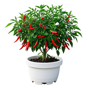 小米辣椒苗秧苗朝天椒樟树港四季盆栽薄皮青椒种籽批发蔬菜苗大全