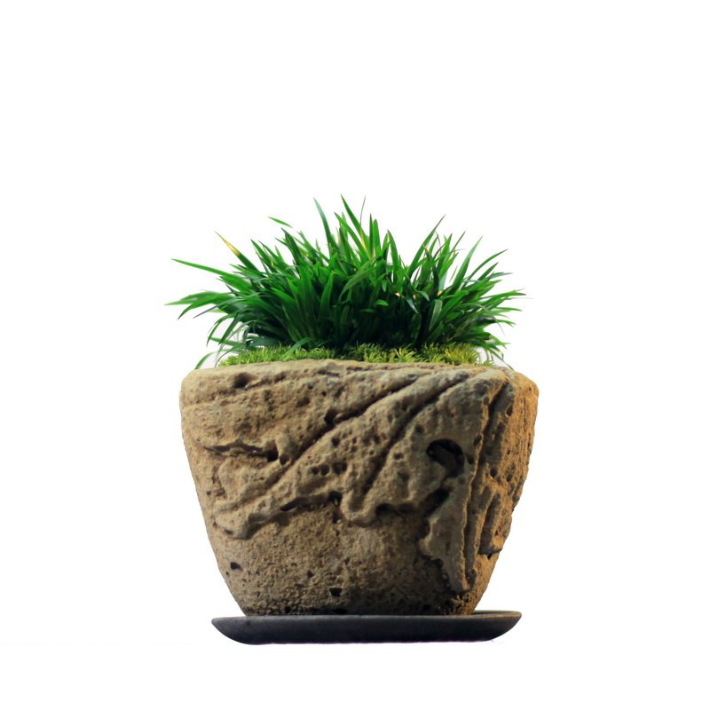 金钱菖蒲盆景菖蒲草苔藓虎须紫砂花盆茶桌办公桌面小盆栽绿植花卉