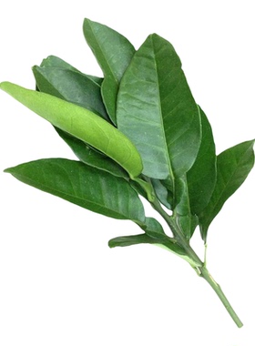 新鲜柚子叶乔迁祝福洒净吉祥实用