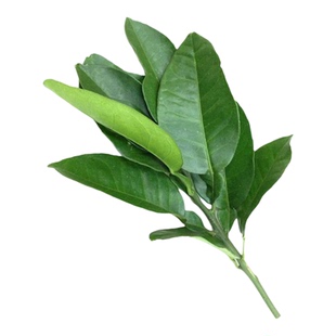 新鲜柚子叶沐浴乔迁新房净宅出狱好转祝福家用结婚洒净天然居搬家