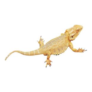 童德仿真蜥蜴玩具爬行动物模型变色龙科莫多巨蜥鬣蜥壁虎儿童摆件