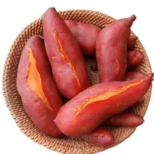 新鲜沙地蜜薯板栗红薯糖心地瓜番薯山芋农家自种现挖龙九黄心红薯