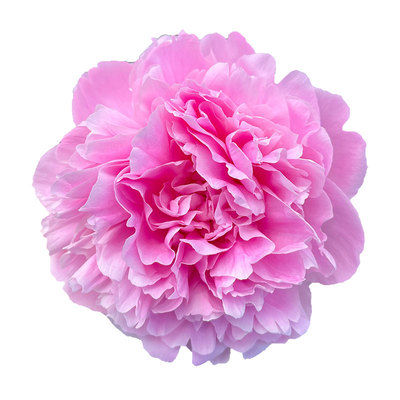 【餐盘】芍药花苗粉蓝色系