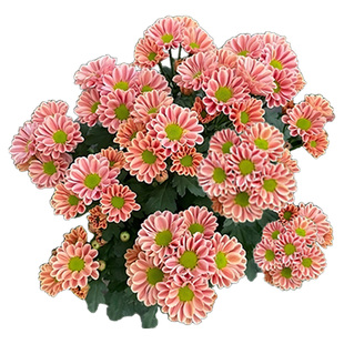 【网红小菊】菊花盆栽带花苞三文鱼网红小雏菊玲珑荷兰菊室内花卉