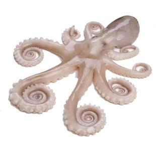 超大长腿八爪鱼鲜活冷冻新鲜网红爆头八爪鱼整条章鱼捞汁海鲜商用