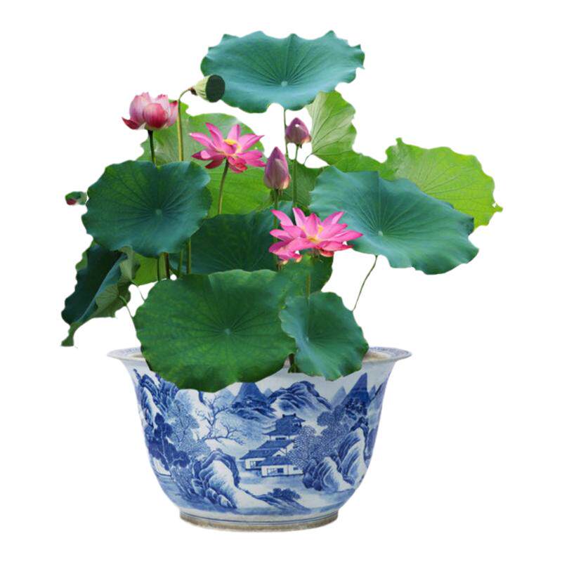 荷花盆栽水养莲藕苗种莲花池塘缸养荷花睡莲生水培植物碗莲种根苗