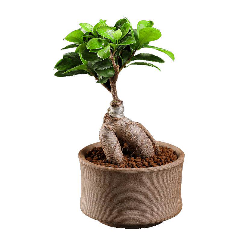 绿植榕树盆景老桩防辐射多肉植物
