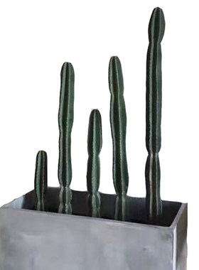 植上春树量天尺仙人掌组合盆栽