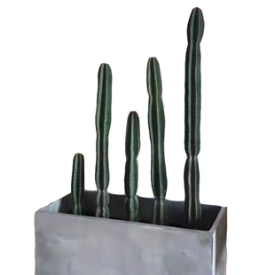 植上春树/量天尺仙人掌仙人柱无刺天轮柱组合盆栽老桩多肉ins