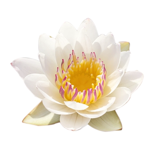 约瑟芬睡莲白色浓香可微缩微型阳台楼顶趣味水生植物带花发货大苗