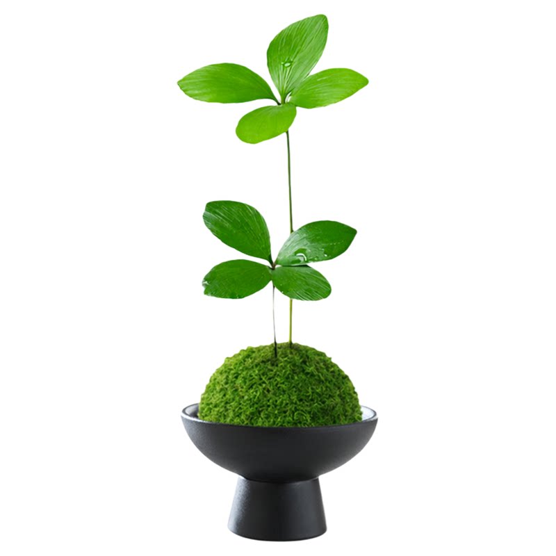 水培植物墨西哥铁树盆栽幸运四叶草苔藓球室内绿植办公室桌面盆景 - 白底图