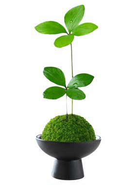 水培植物墨西哥铁树盆栽幸运四叶草苔藓球室内绿植办公室桌面盆景