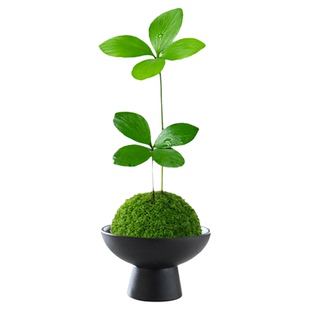 水培植物墨西哥铁树盆栽幸运四叶草苔藓球室内绿植办公室桌面盆景