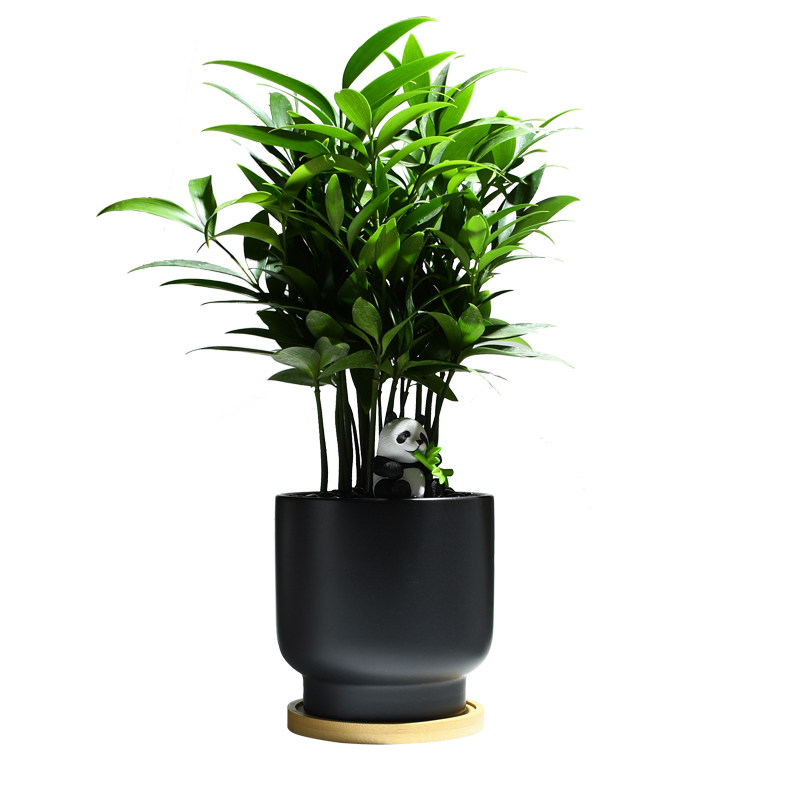 竹柏驱蚊植物室内好养四季常青办公室耐阴花卉绿植兴旺平安竹盆栽