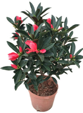 绿植杜鹃四季客厅阳台茶花盆栽